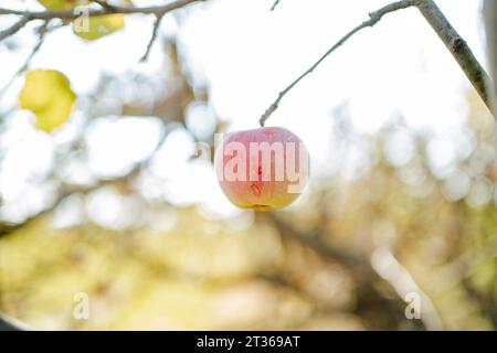 Pomme rouge accrochée à la branche dans le verger Banque D'Images