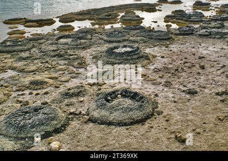 Très rares colonies vivantes de stromatolites, la première forme de vie sur terre, sur la rive du lac Thetis près de Cervantes, côte ouest de l'Australie occidentale Banque D'Images