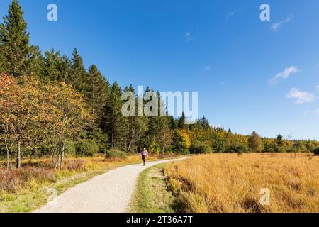 Belgique, province de Liège, randonneur senior suivant le sentier dans les Hautes Fagnes - Parc naturel de l'Eifel Banque D'Images