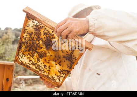 Apiculteur portant une combinaison de protection tenant le cadre de ruche avec des abeilles mellifères dans un rucher Banque D'Images