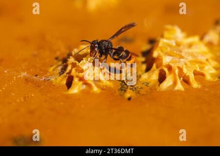 Insecte frelon asiatique mangeant du miel Banque D'Images