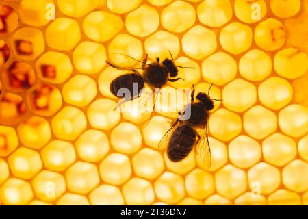 Abeilles mellifères assises sur un nid d'abeilles à motif hexagonal Banque D'Images