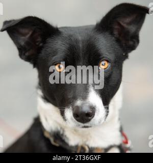 Une canine noire et blanche aux yeux oranges se tient dans une posture majestueuse, regardant au loin Banque D'Images