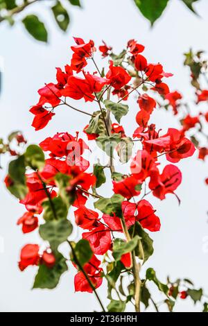 Buganvilias dans mon jardin Banque D'Images