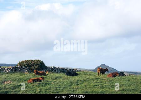 Vaches au repos à Lajes das Flores Banque D'Images