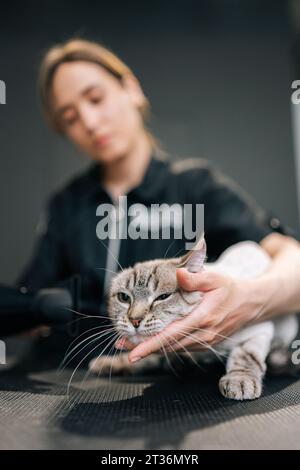 Plan vertical de chat chauve malheureux séchant sous sèche-cheveux après le rasage et le bain sur le salon de toilettage. Maître coiffeur pour animaux de compagnie donnant un service professionnel Banque D'Images