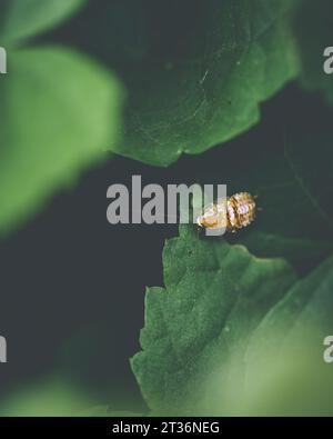 Larv orange jaune lady bug moody. Photo de haute qualité Banque D'Images
