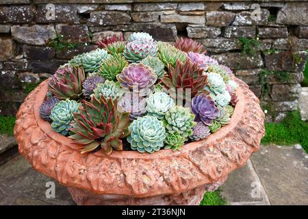 Gros plan des feuilles charnues multicolores de la tendre plante de jardin basse croissance Echeveria vue dans des pots en terre cuite. Banque D'Images