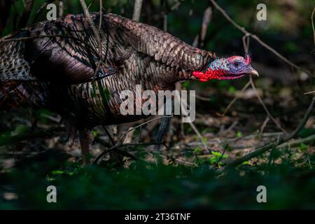 Un mâle tom turkey (Meleagris gallopavo) debout dans les bois au printemps dans le Michigan, USA. Banque D'Images