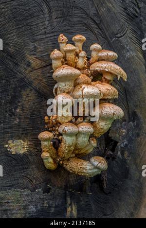 Bois pourri / pholiota destructeur / pholiota peuplier pholiota (Pholiota populnea / Hemipholiota populnea) poussant sur arbre abattu dans la forêt d'automne Banque D'Images