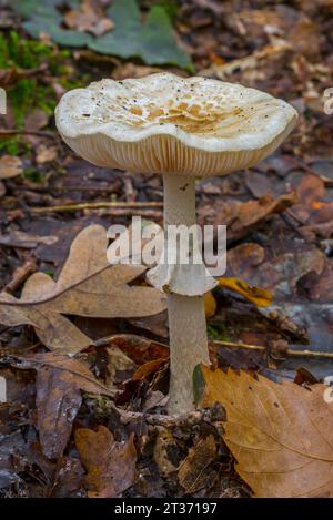 Fausse calotte de mort / fausse calotte de mort / citron amanita (Amanita citrina / Amanita mappa) poussant dans la forêt en automne / automne Banque D'Images