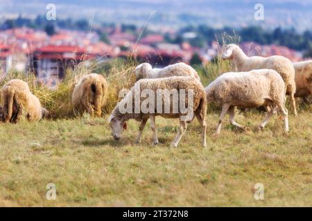 Panorama de la ville d'été all seasons resort bulgare Bansko, Bulgarie et troupeau de moutons Banque D'Images