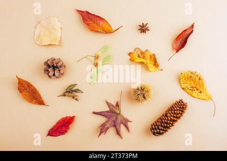Disposition automnale faite de feuilles colorées, cônes, châtaignier et anis étoilé sur fond beige. Automne, automne, Thanksgiving Day concept. Vue de dessus, plat la Banque D'Images