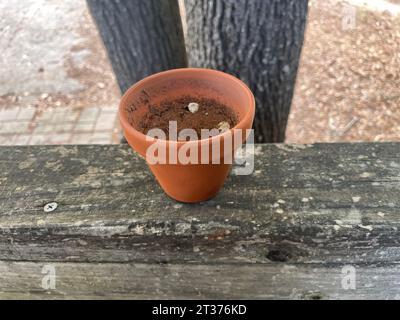 une plante poussant dans un petit planteur brun sur un rebord en bois rustique regardant vers le bas Banque D'Images