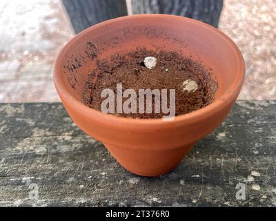 une plante poussant dans un petit planteur brun sur un rebord en bois rustique Banque D'Images