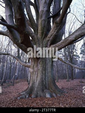 Tronc d'arbre du hêtre de cuivre (Fagus sylvatica), grand hêtre puissant, appelé hêtre de soie dans la zone centrale de la Schorfheide, Brandebourg, Allemagne Banque D'Images