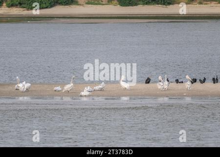 Pélicans dalmates (Pelecanus crispus) et grand cormoran (Phalacrocorax carbo) sur un banc de sable dans le Danube, Roumanie Banque D'Images