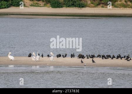 Pélicans dalmates (Pelecanus crispus) et grand cormoran (Phalacrocorax carbo) sur un banc de sable dans le Danube, Roumanie Banque D'Images