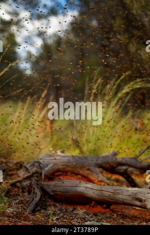 Essaim d'abeilles, apiculture ou apiculture, soin des abeilles, travail main sur le miel, rucher (également cour d'abeilles) avec des ruches en australie, abeille sur le Banque D'Images