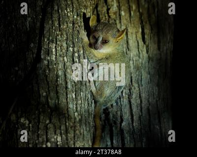 Lémure gris de souris - Microcebus murinus aussi lémure gris ou mineur de souris, lémure de nuit sur l'arbre, Forêt de Kirindy noir foncé, animal endémique à Madagascar Banque D'Images