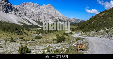 Doess Radond avec sentier de randonnée et mâle Vizsla dans le Val Mora, Tschierv dans Muenstertal, Engadin, Grisons, Suisse Banque D'Images