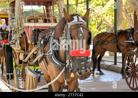 Mdina, Malte, 4 août 2023 : un cheval avec des oeillères attend sous une canopée pour emmener les touristes dans une promenade en charrette autour de Mdina Banque D'Images