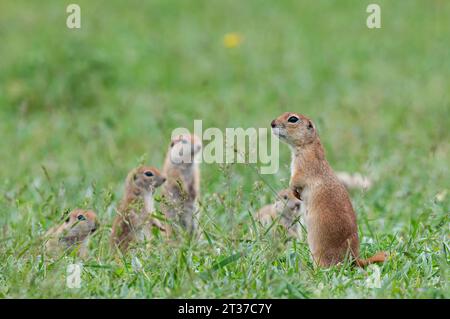 Un groupe de curieux chiots écureuils terrestres dans l'herbe. Mignon animal drôle écureuil de terre. Fond de nature verte. Banque D'Images