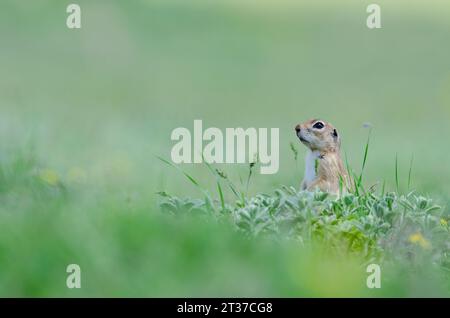 Écureuil moulu dans l'herbe. Mignon animal drôle écureuil de terre. Fond de nature verte. Banque D'Images