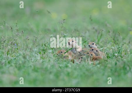 Un groupe de curieux chiots écureuils terrestres dans l'herbe. Mignon animal drôle écureuil de terre. Fond de nature verte. Banque D'Images