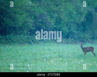 Le chevreuil (Capreolus capreolus), également connu sous le nom de chevreuil, chevreuil de l'Ouest, ou chevreuil d'Europe, est une espèce de cerf. Banque D'Images