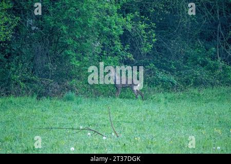 Le chevreuil (Capreolus capreolus), également connu sous le nom de chevreuil, chevreuil de l'Ouest, ou chevreuil d'Europe, est une espèce de cerf. Banque D'Images