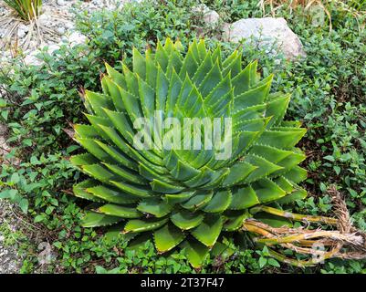 Aloe polyphylla (Spiral Aloe) est une succulente compacte à feuilles persistantes appréciée pour son feuillage disposé dans un motif en spirale parfait. Banque D'Images