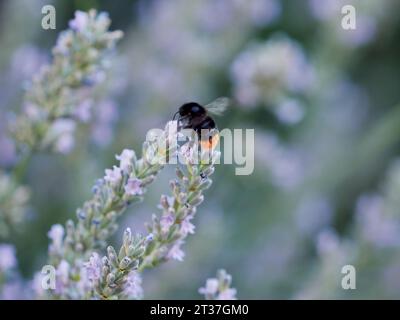 Bourdon à queue rouge (Bombus lapidarius) sur lavande Banque D'Images