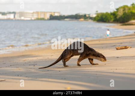 Loutre enduite lisse sur une plage bondée au coucher du soleil, Singapour Banque D'Images