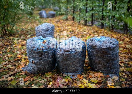 Nettoyage des feuilles dans le parc d'automne en ville. Sécher les feuilles dans des sacs en plastique sur le chemin du sol. Banque D'Images