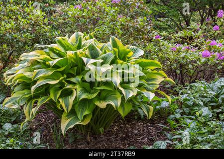 HostA et Pulmonaria - Lungwort en bordure de paillis avec des arbustes de Rhododendron à floraison rose au printemps. Banque D'Images