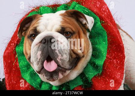 Bulldog anglais portant une couronne de Noël autour du cou Banque D'Images