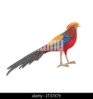 Faisan doré. Illustration vectorielle, isolée sur fond blanc Illustration de Vecteur