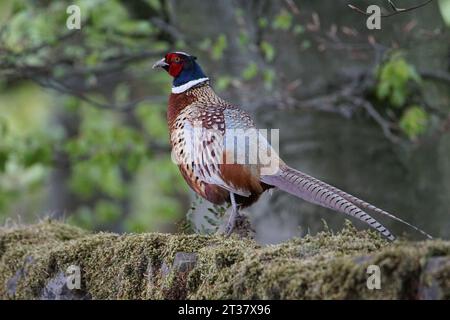 Faisan mâle (Phasianus colchicus) à Lothersdale, North Yorkshire, Angleterre, Royaume-Uni Banque D'Images