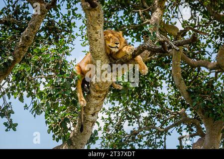 L'accrobranche lion (Panthera leo) se reposant dans un arbre dans le secteur d'Ishasha Parc national Queen Elizabeth, District de Kanungu, Région de l'Ouest, l'Ouganda Banque D'Images