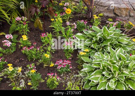 Hosta 'fanfare d'ombre', rose et rouge Antirrhinum majus - Snapdragon, jaune Tagetes - Marigold, Rudbeckia hirta - Susan aux yeux noirs, Cordyline 'Coral'. Banque D'Images