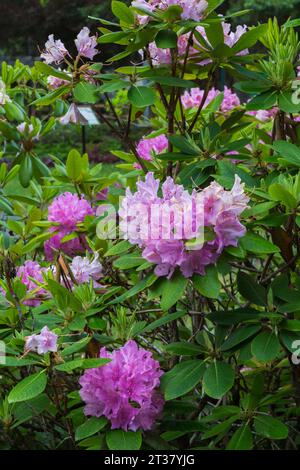 Arbuste Rhododendron à floraison rose au printemps. Banque D'Images