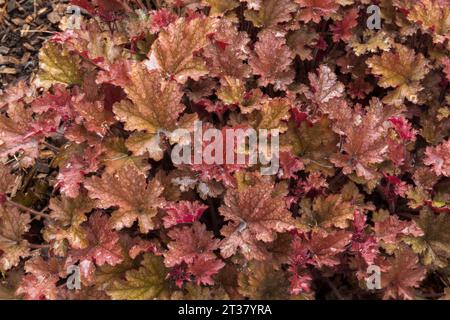 Heuchera - feuilles de fleur de corail avec gouttes de pluie au printemps. Banque D'Images