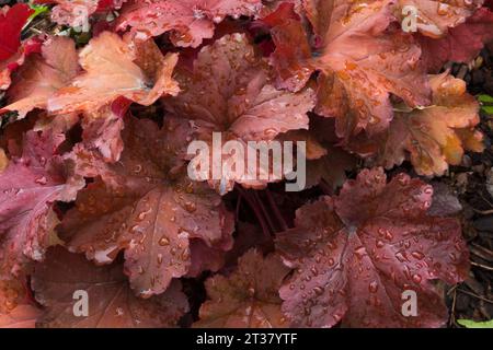 Heuchera - feuilles de fleur de corail avec gouttes de pluie au printemps. Banque D'Images