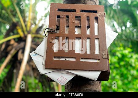 Une boîte aux lettres pleine de lettres sur un arbre dans une forêt tropicale Banque D'Images