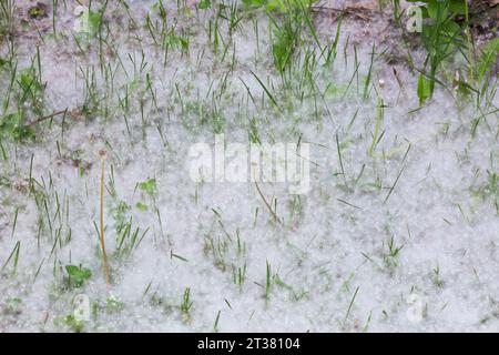 Taraxacum officinale - les plantes de pissenlit et libéré des graines soufflées par le vent accumulées sur la pelouse d'herbe au printemps. Banque D'Images