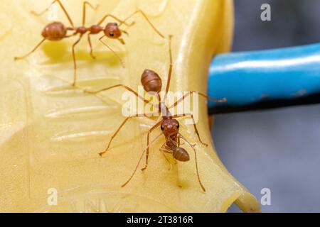 La fourmi Weaver rouge porte une petite fourmi dans ses mandibules Banque D'Images