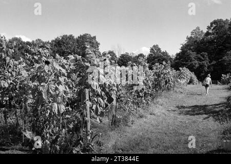 Codman Farm - Lincoln, Massachusetts 2023 - Une femme en vêtements d'été avec son dos à la caméra marche le long d'un chemin d'herbe dans un grand jardin public. I. Banque D'Images