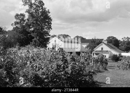 Codman Farm - Lincoln, Massachusetts 2023 - Un groupe de grandes granges blanches et des hangars se tiennent derrière un jardin public avec des tournesols, du maïs et des tomates Banque D'Images