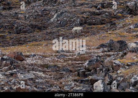 Loup arctique marchant sur la toundra Banque D'Images